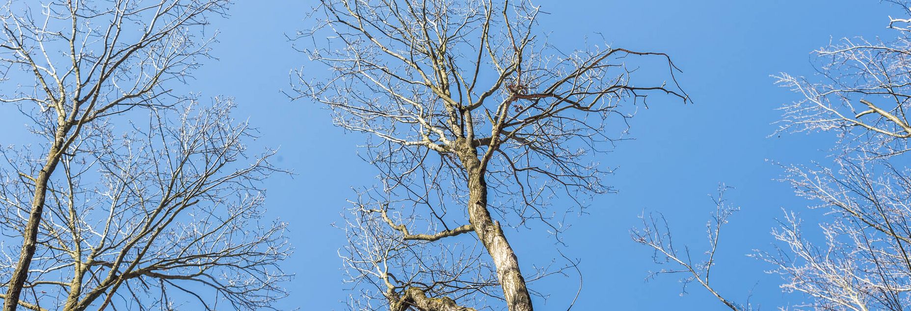Baum DTZ 687 - Kronenansicht