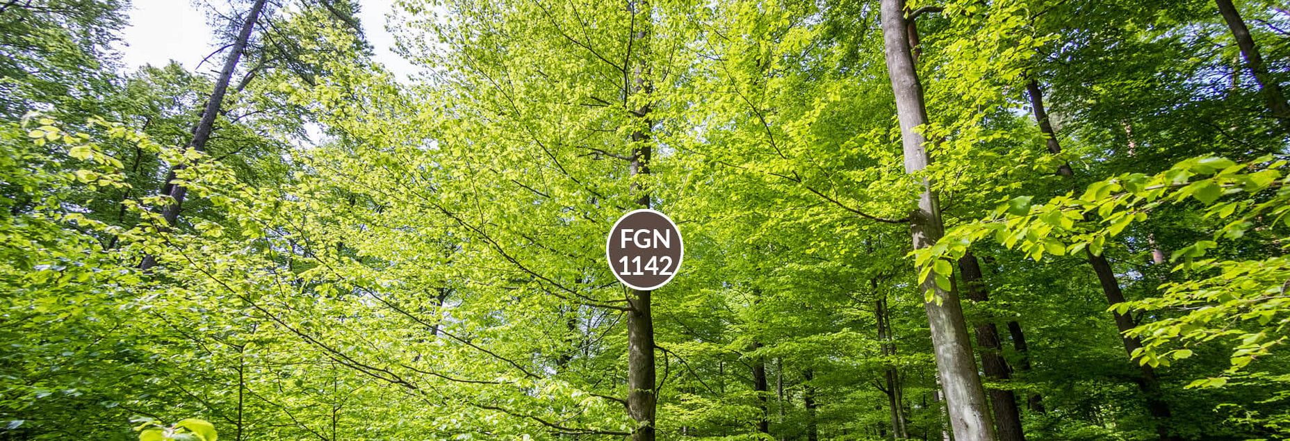Baum FGN 1142 - Fisheyeperspektive
