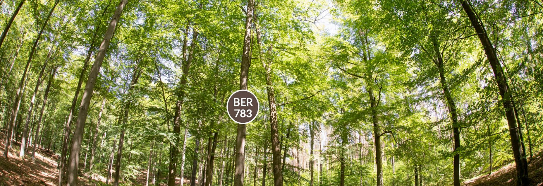 Baum BER 783 - Fisheyeperspektive