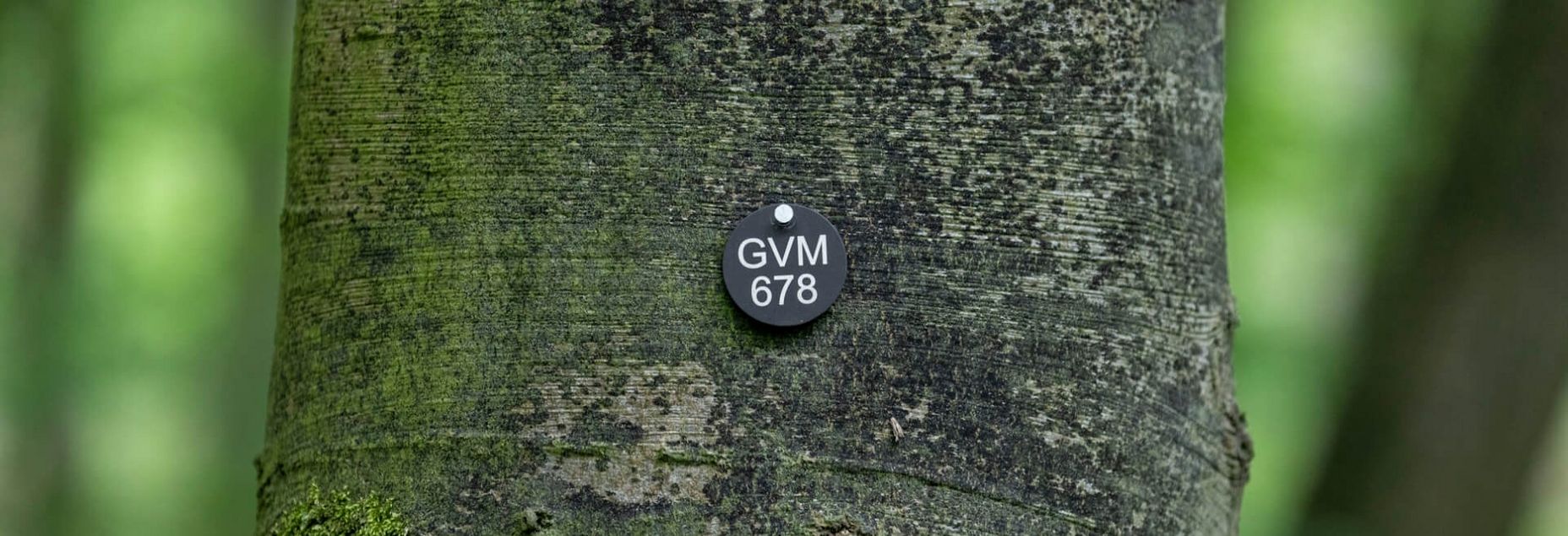 Baum GVM 678 - Plakette