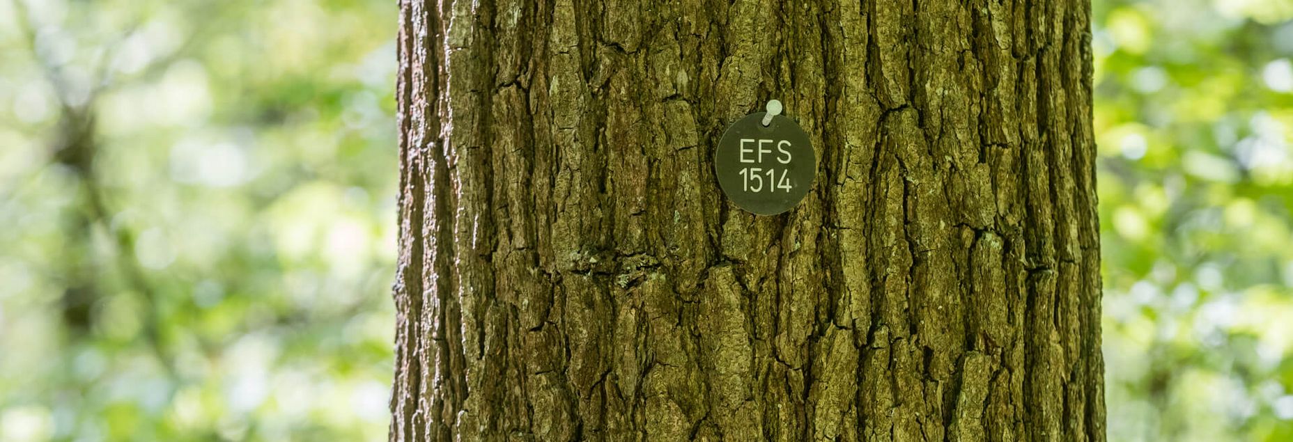 Baum EFS 1514 - Plakette