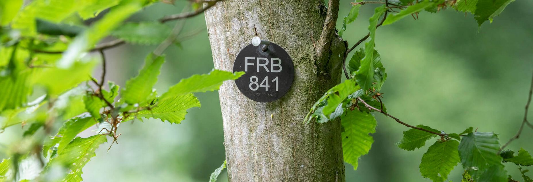 FRB 841 - Plakette