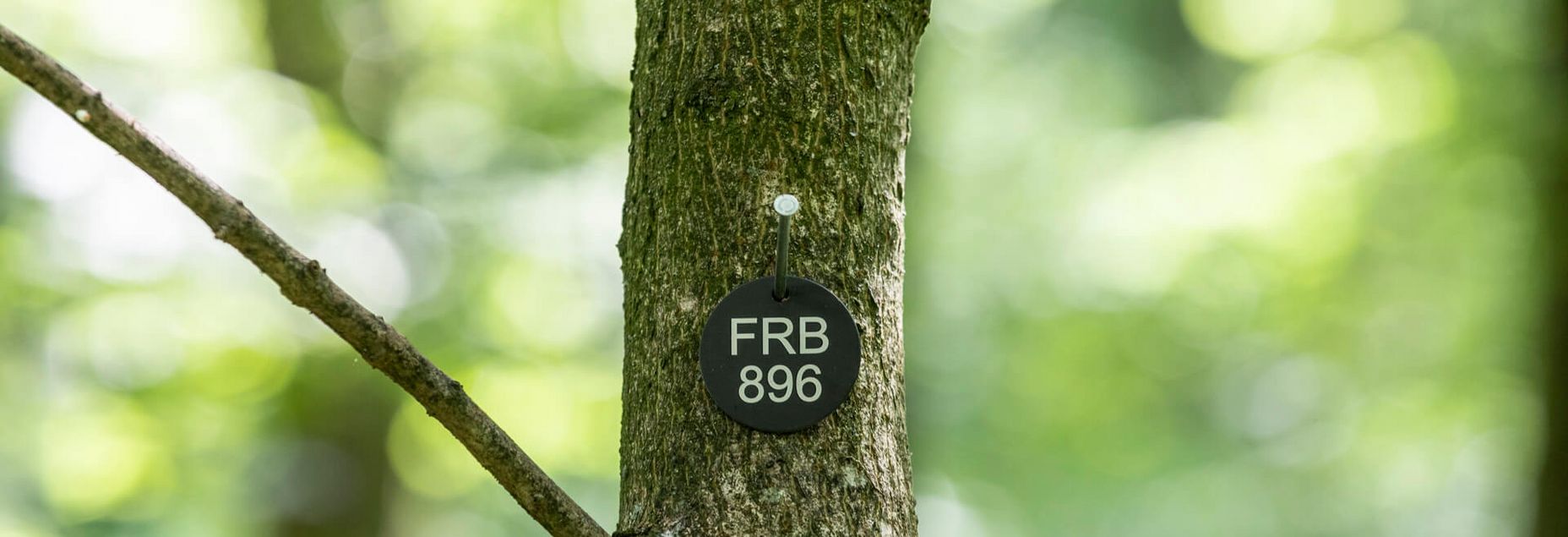 FRB 896 - Plakette