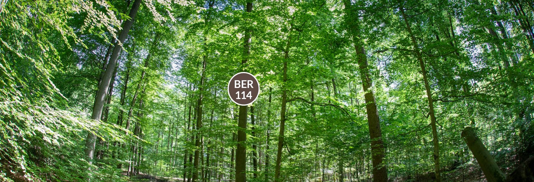 Baum BER 114 - Fisheyeperspektive