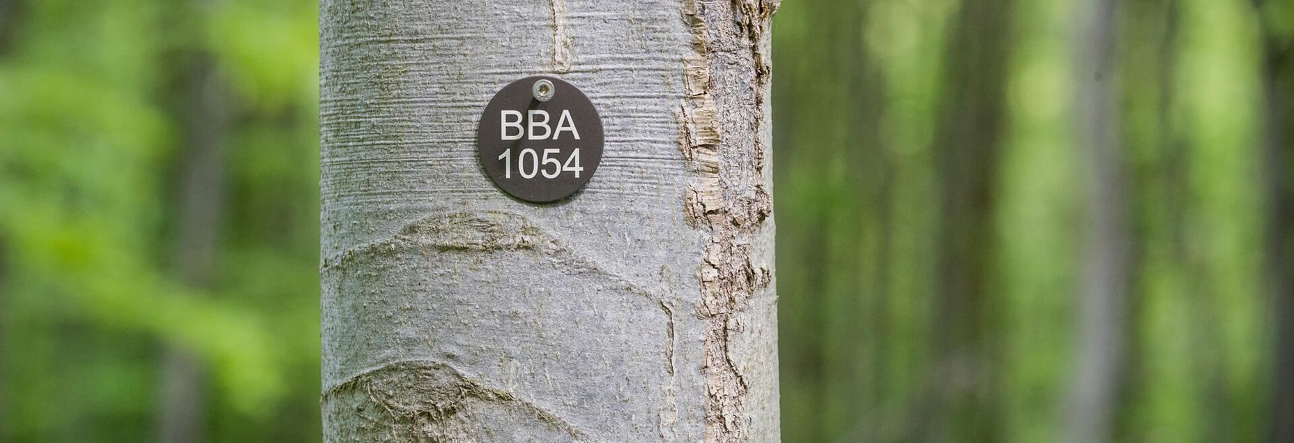 Baum BBA 1054 - Plakette