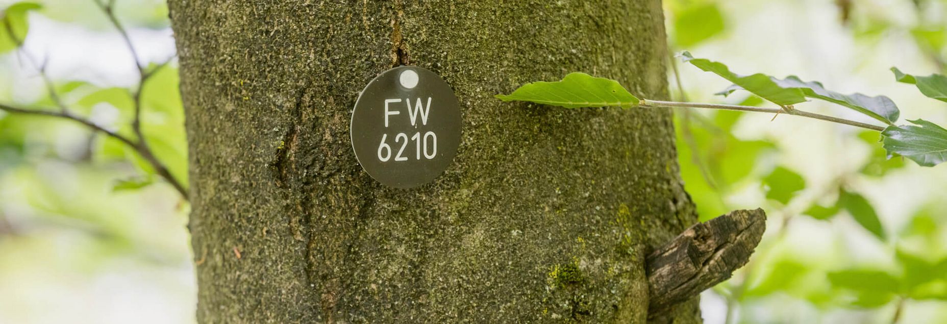 Baum FW 6210 - Plakette