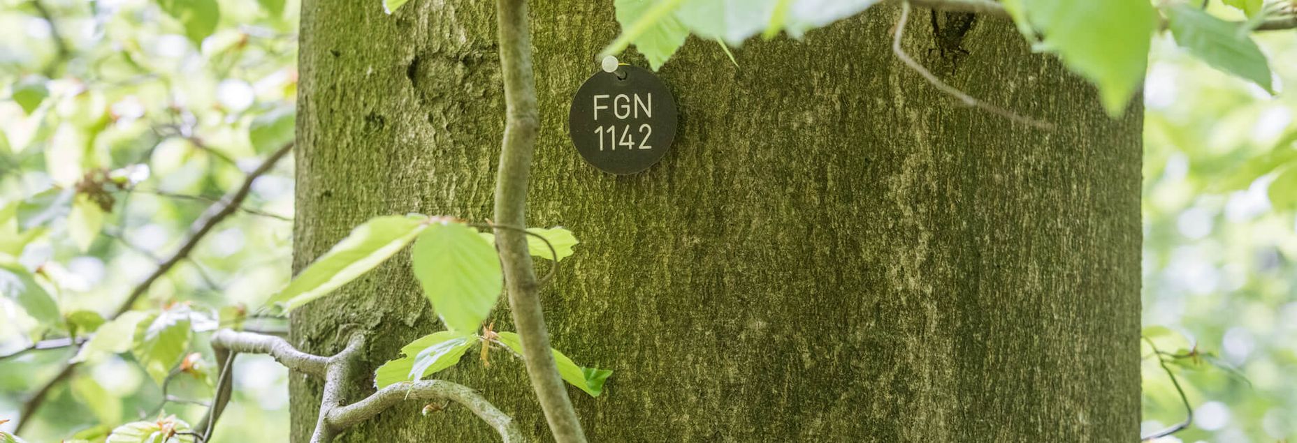 Baum FGN 1142 - Plakette