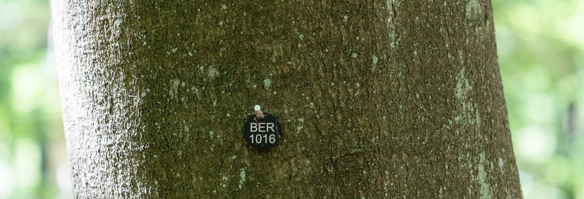 Baum BER 1016 - Plakette