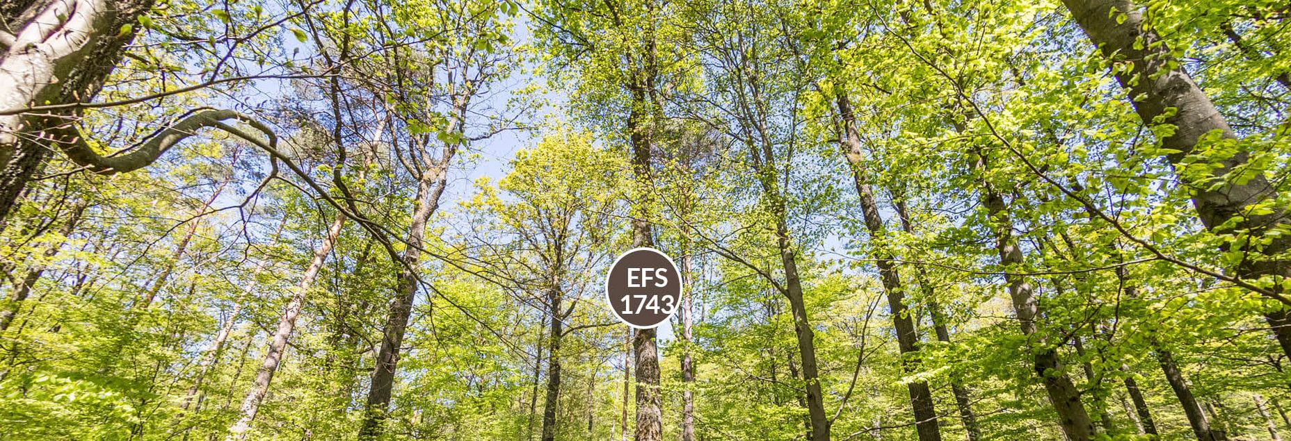 Baum EFS 1743 - Fisheyeperspektive