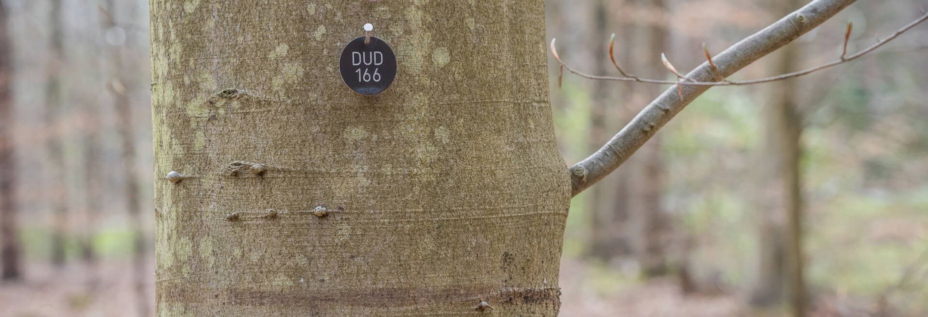 Baum DUD 166 - Plakette