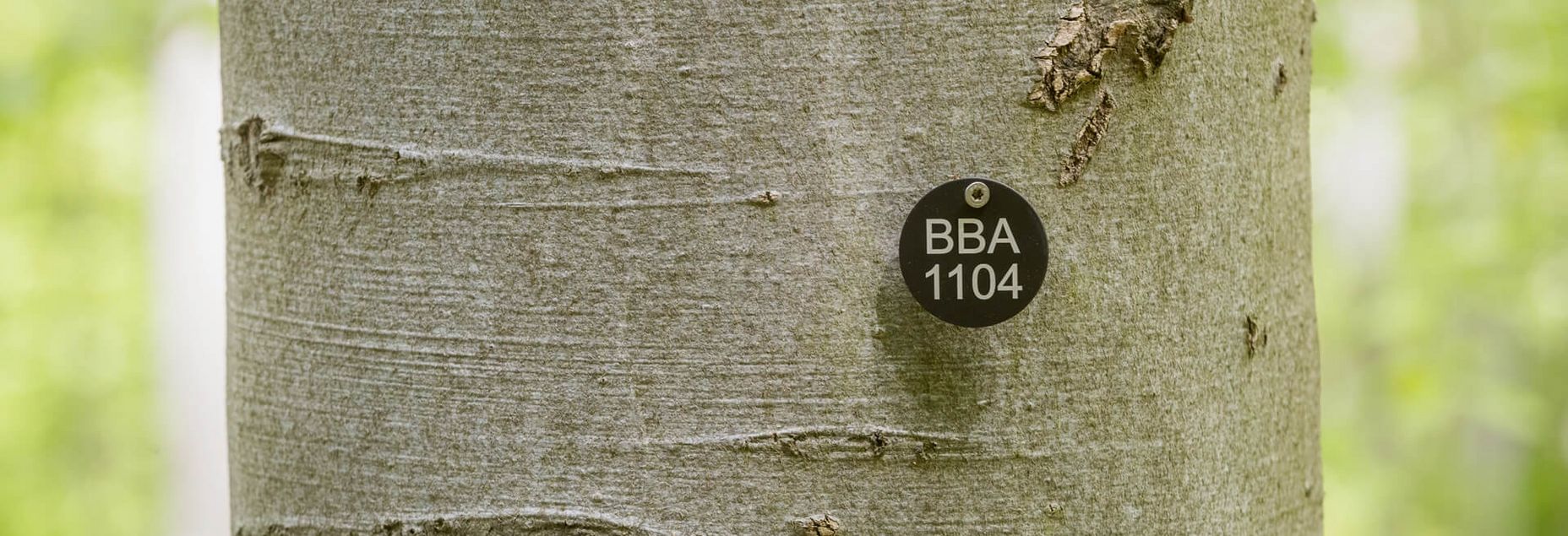 Baum BBA 1104 - Plakette