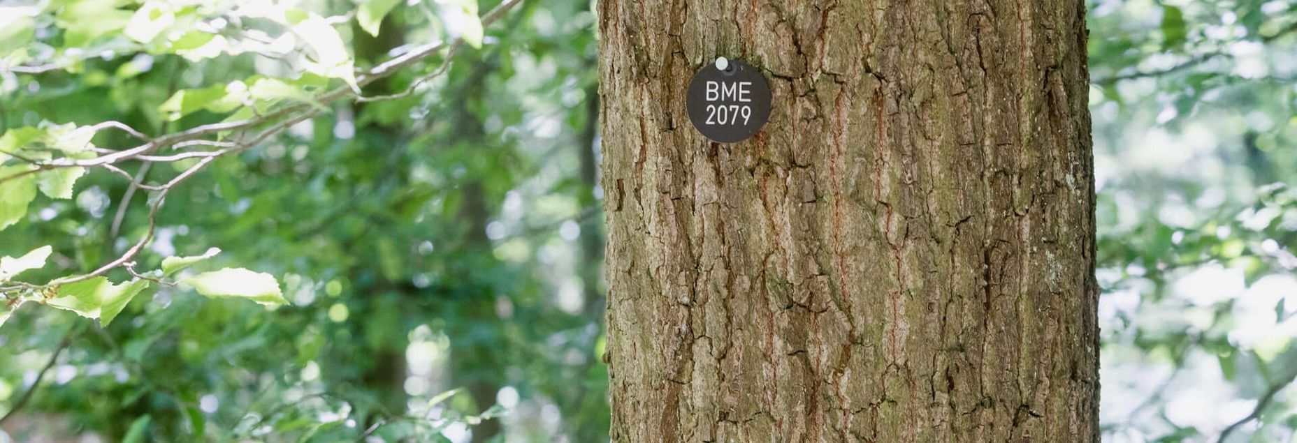 Baum BME 2079 - Plakette