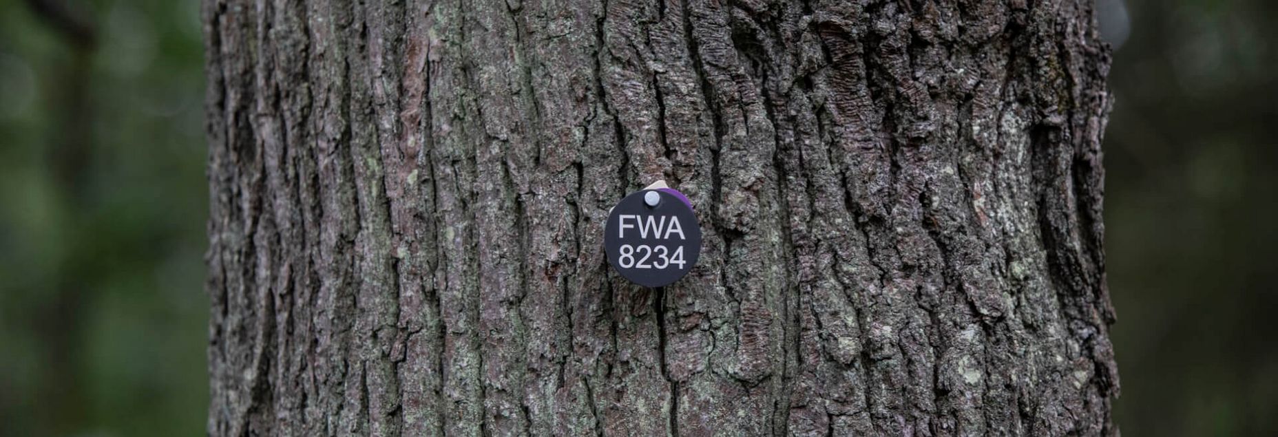 FriedWald-Onlineshop FWA 8234