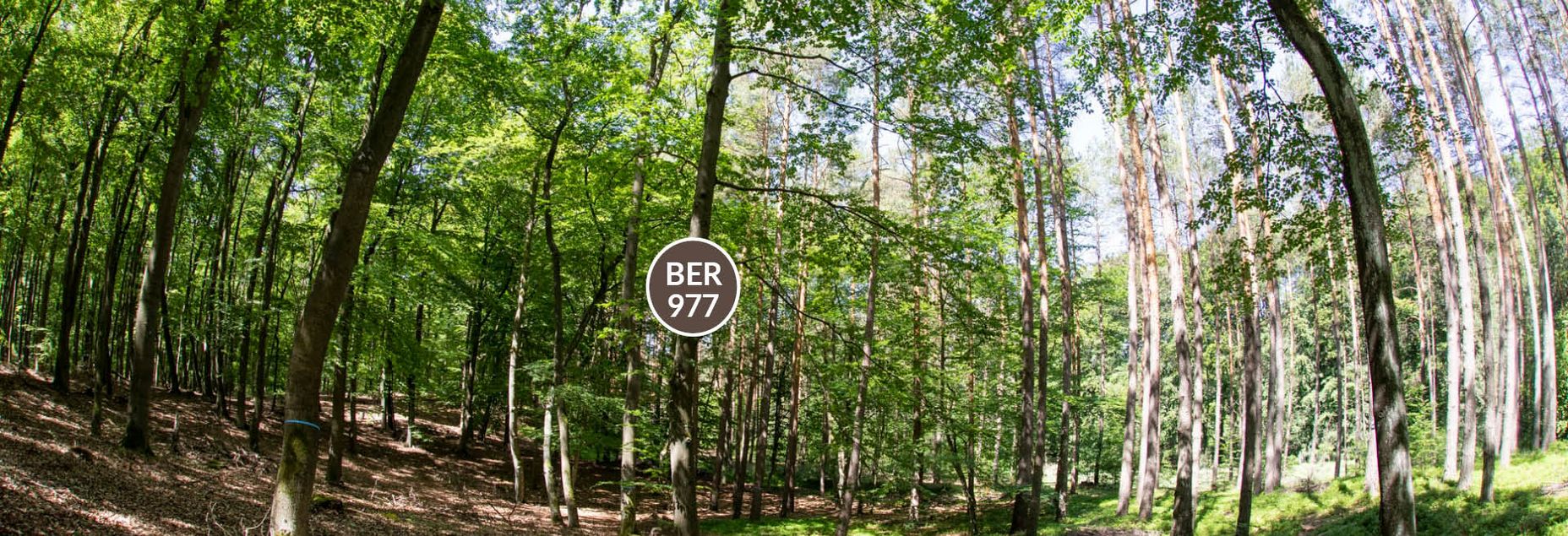 Baum BER 977 - Fisheyeperspektive