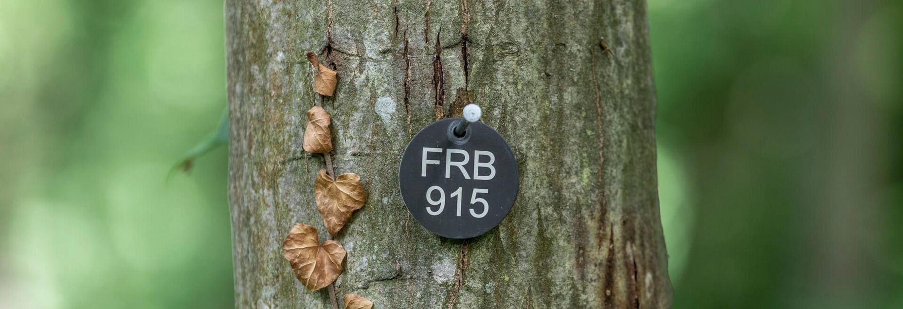 FRB 915 - Plakette