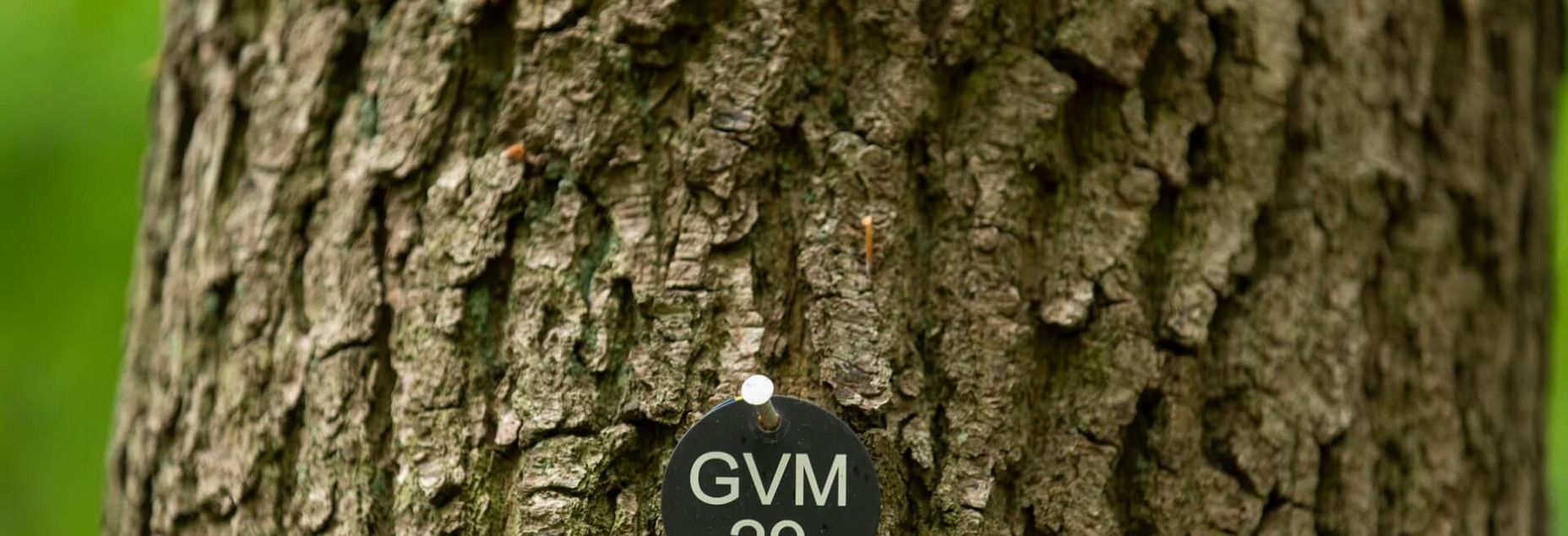 Baum GVM 29 - Plakette