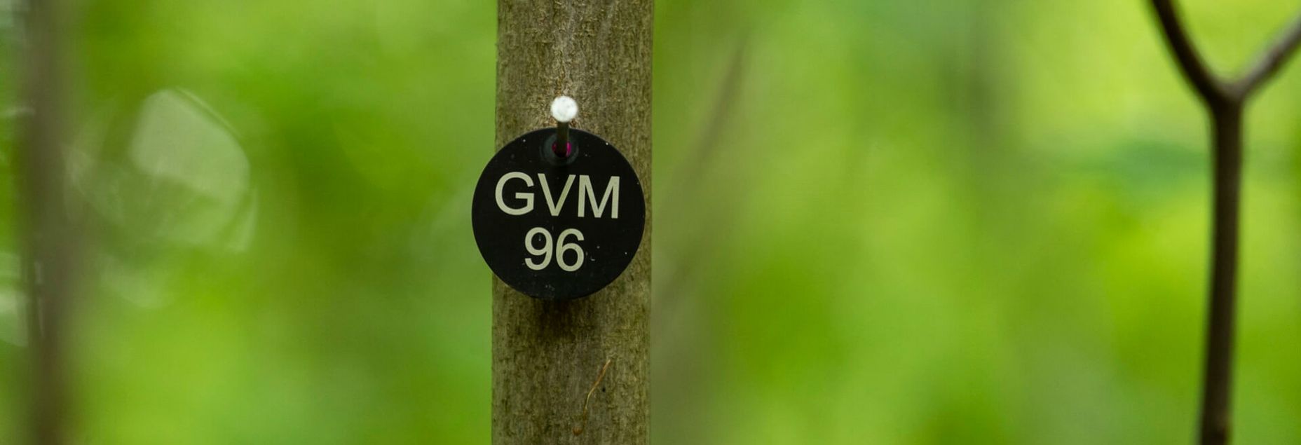 Baum GVM 96 - Plakette