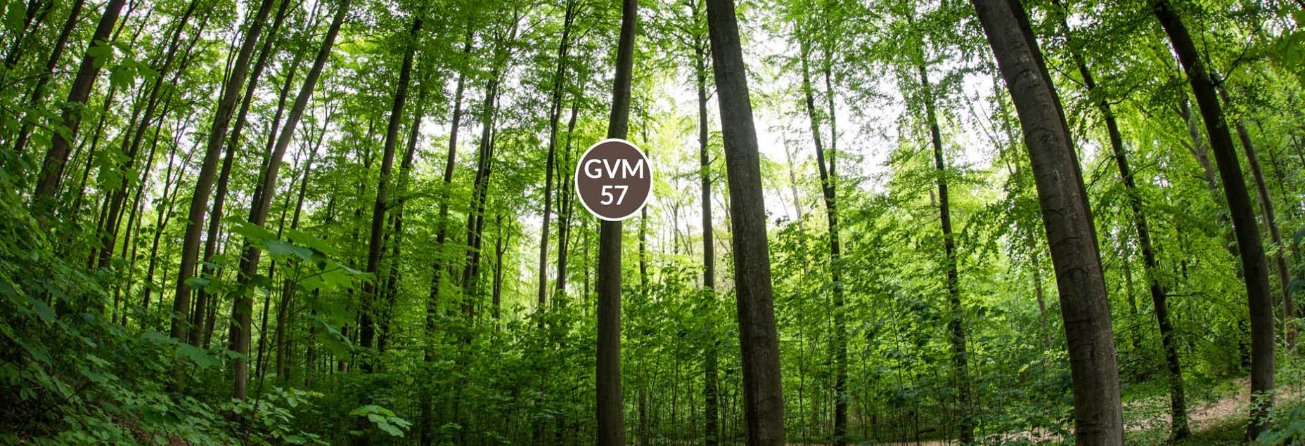 Baum GVM 57 - Fisheyeperspektive