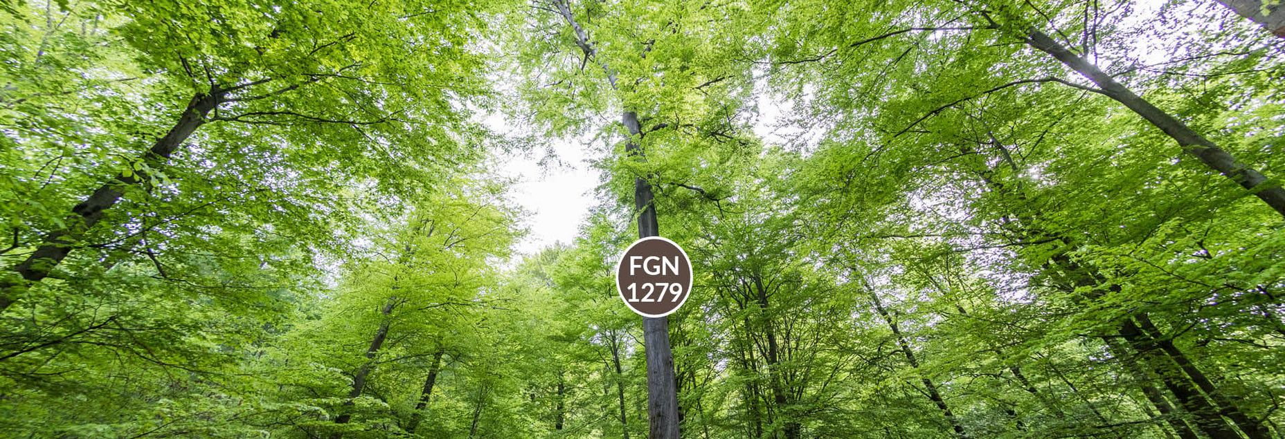 Baum FGN 1279 - Fisheyeperspektive