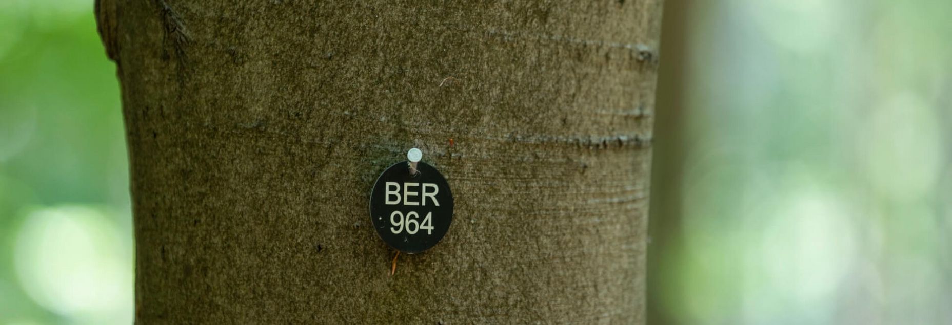 Baum BER 964 - Plakette