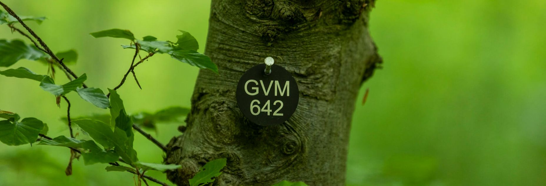 Baum GVM 642 - Plakette