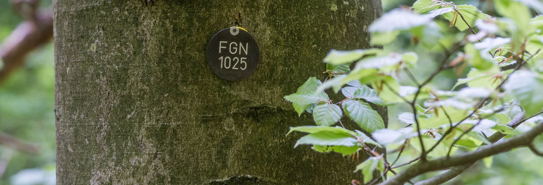 Baum FGN 1025 - Plakette