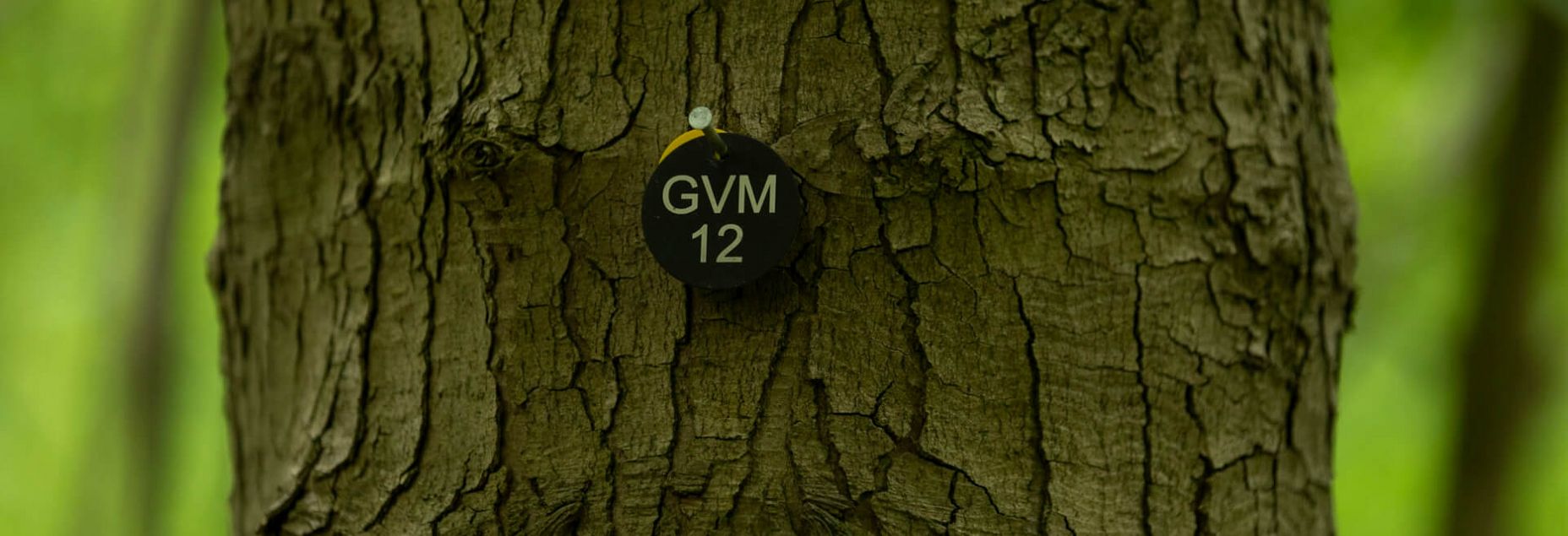 Baum GVM 12 - Plakette