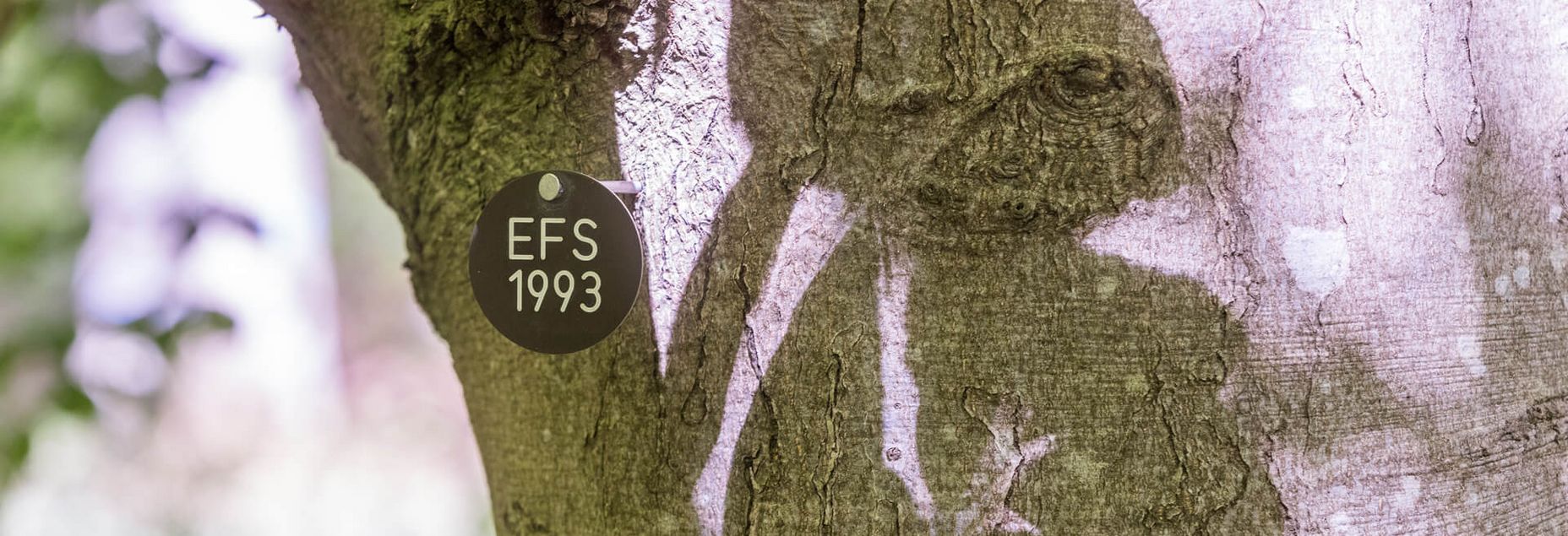 Baum EFS 1993 - Plakette