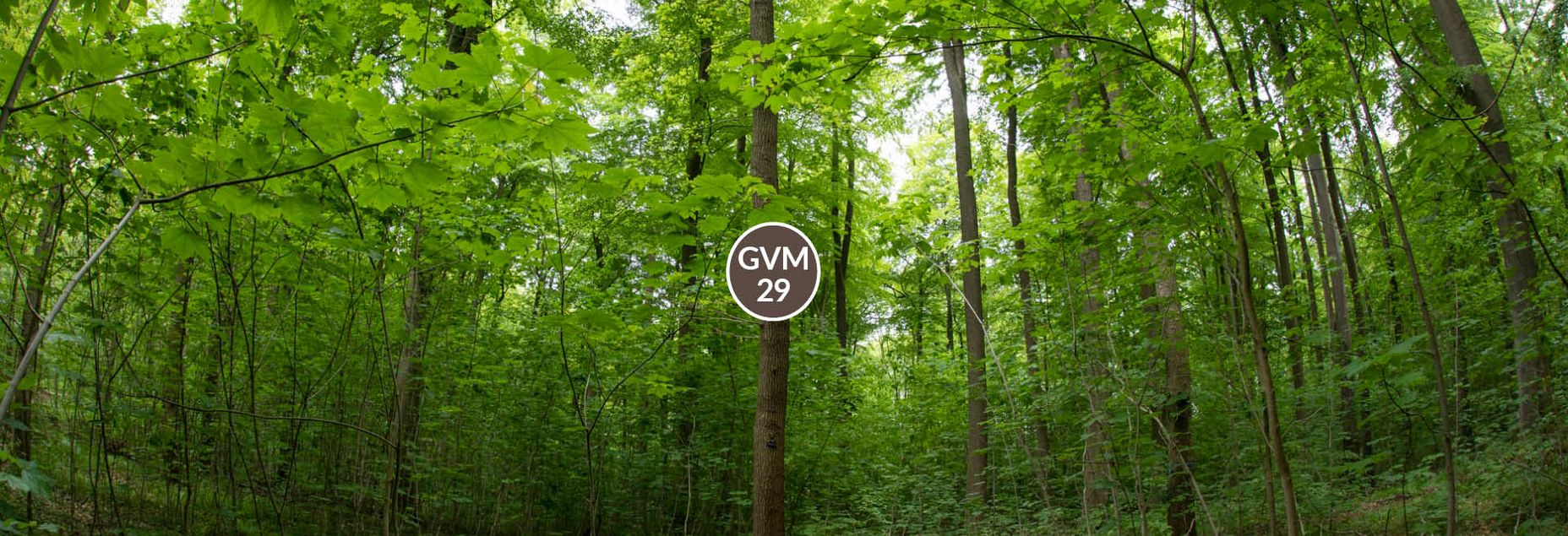 Baum GVM 29 - Fisheyeperspektive