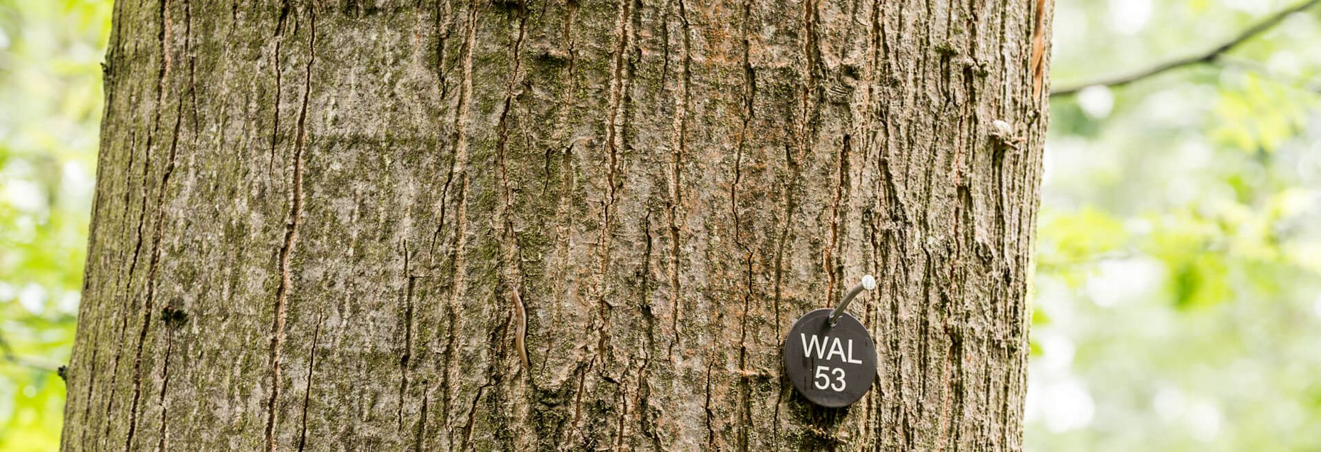 FriedWald-Onlineshop WAL 53