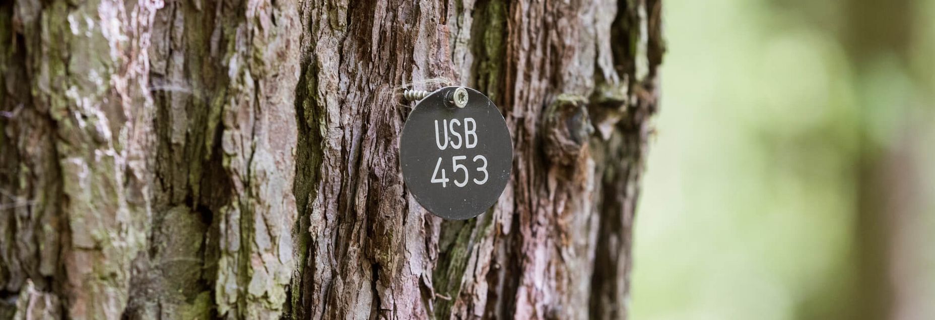 Baum USB 453 - Plakette