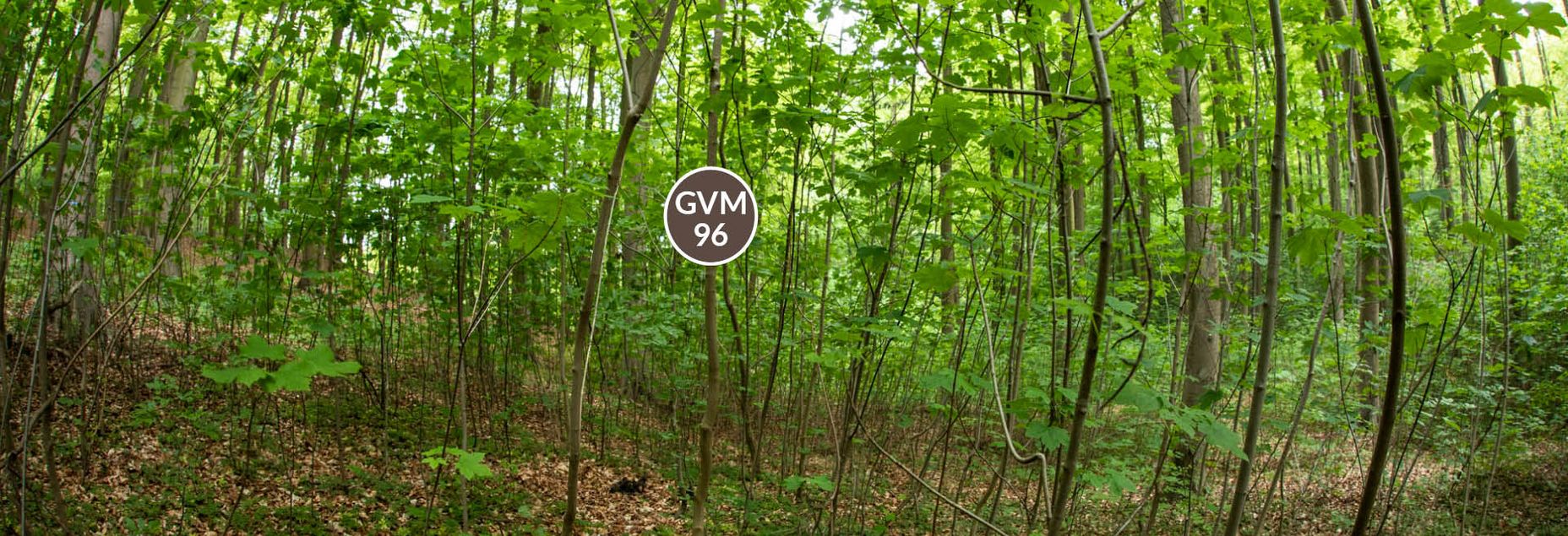 Baum GVM 96 - Fisheyeperspektive