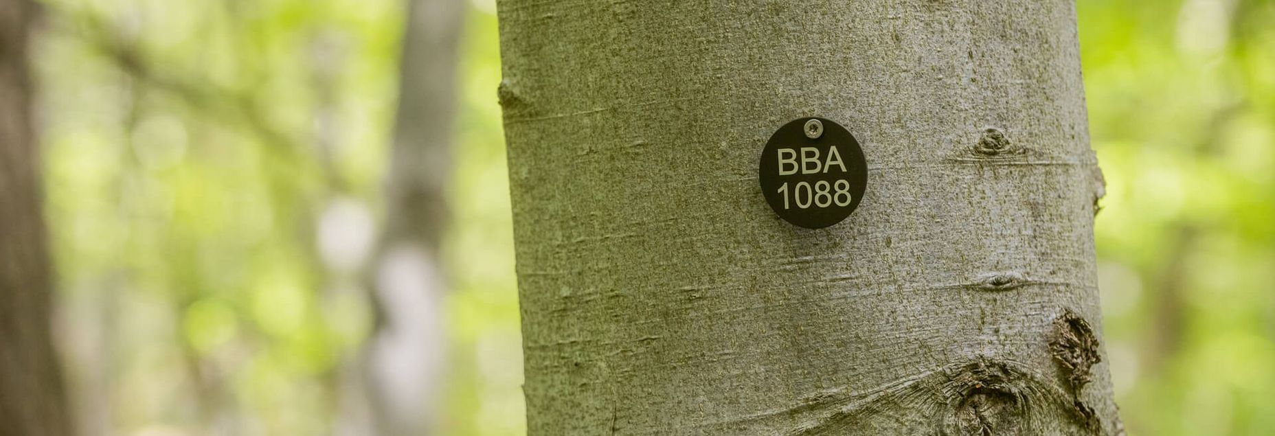 Baum BBA 1088 - Plakette