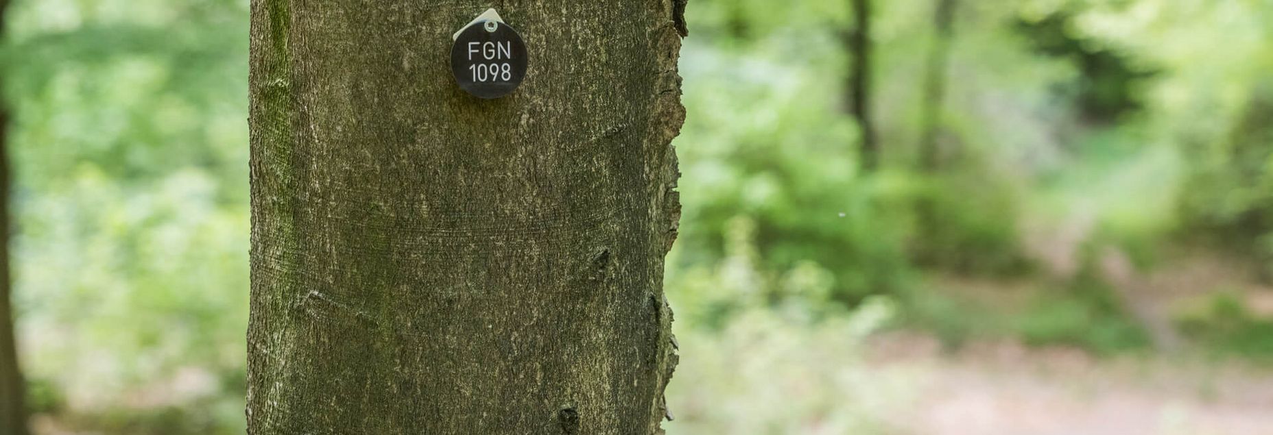 Baum FGN 1098 - Plakette