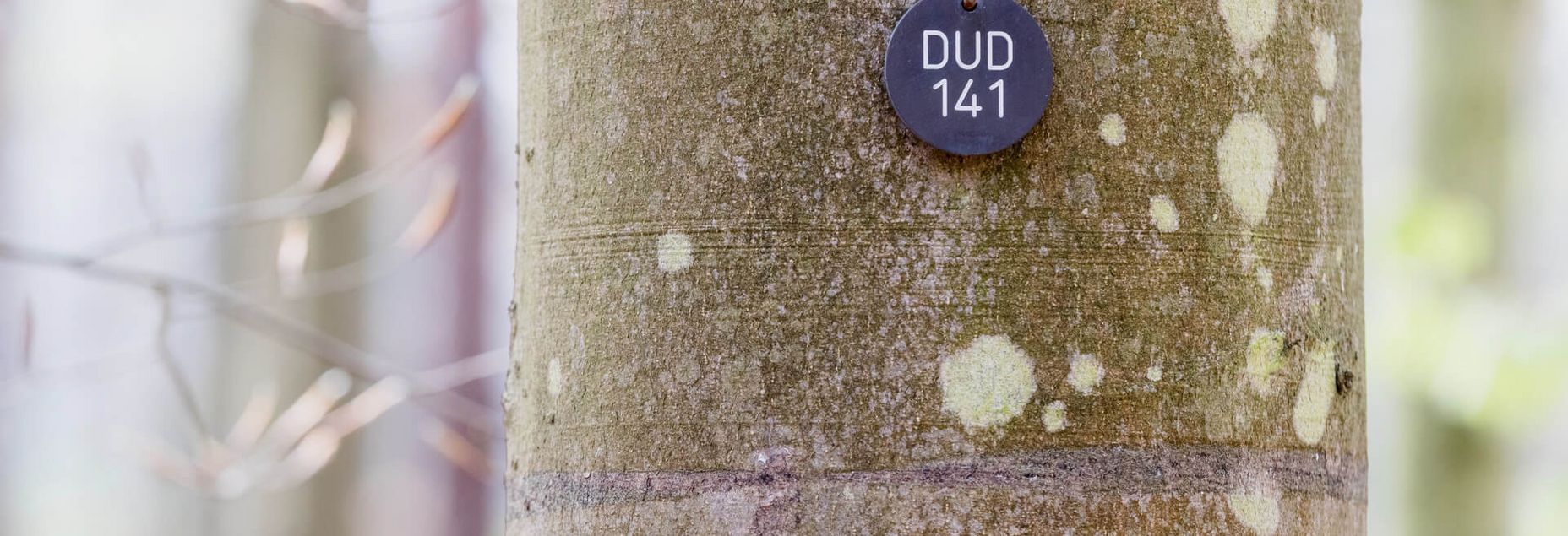 Baum DUD 141 - Plakette