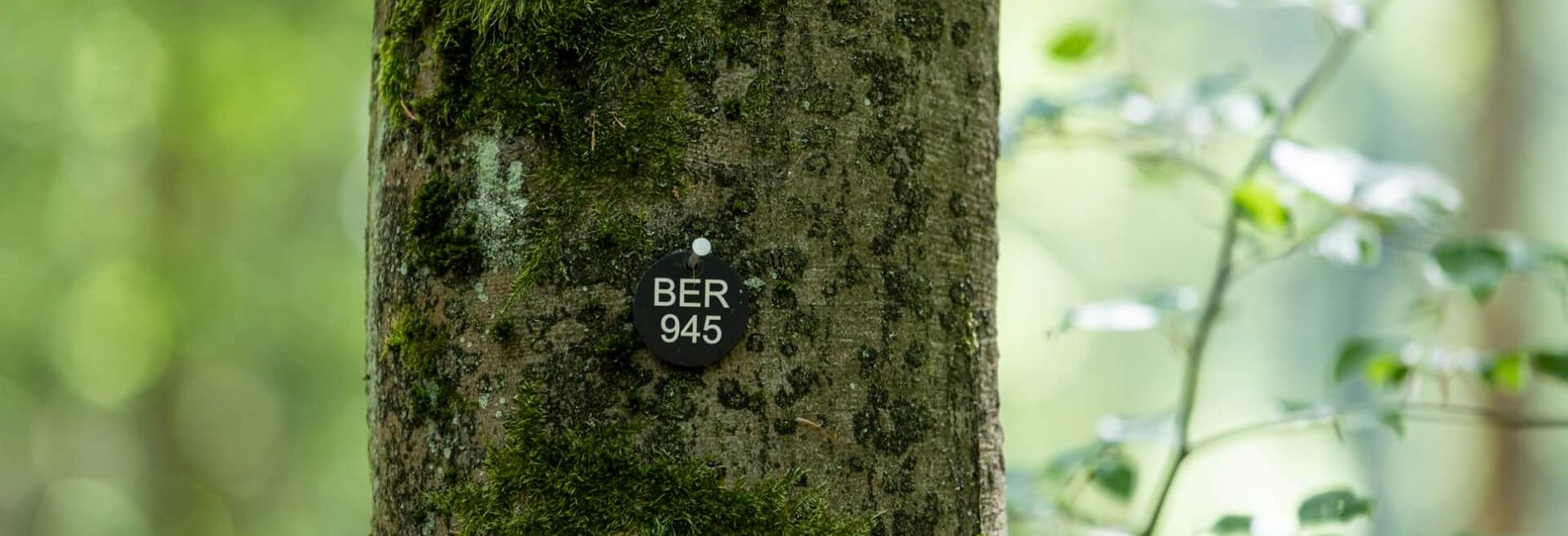 Baum BER 945 - Plakette
