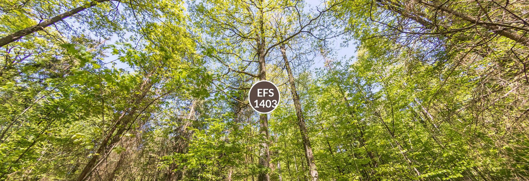 Baum EFS 1403 - Fisheyeperspektive