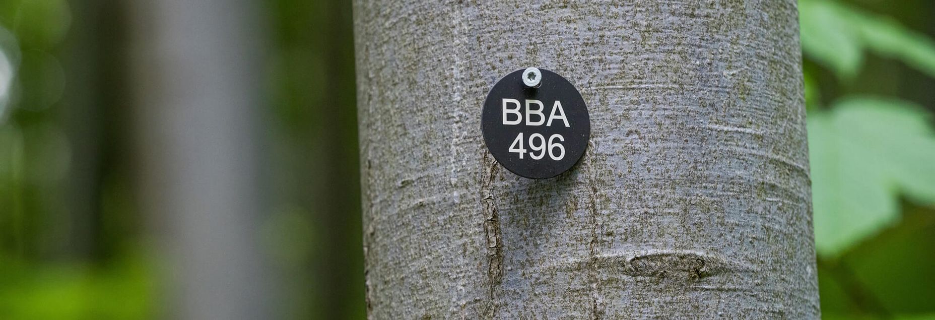 Baum BBA 496 - Plakette