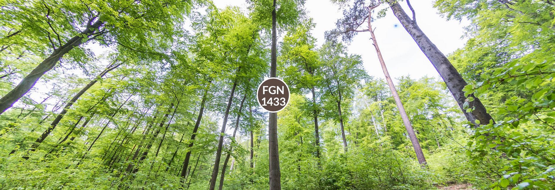 Baum FGN 1433 - Fisheyeperspektive