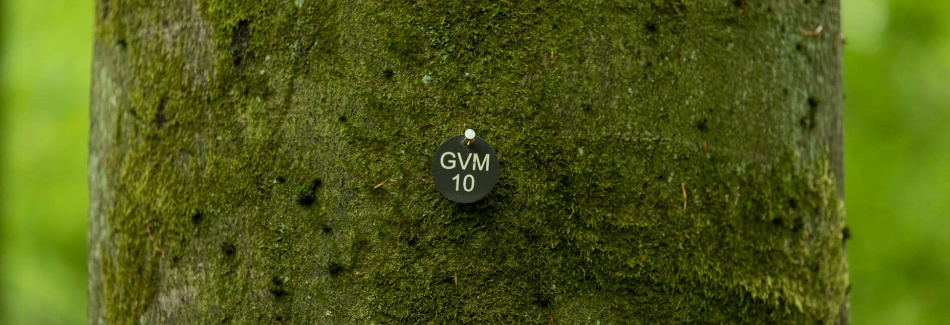 Baum GVM 10 - Plakette