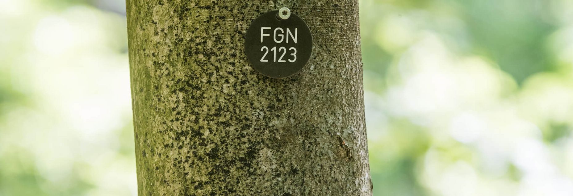 Baum FGN 2123- Plakette