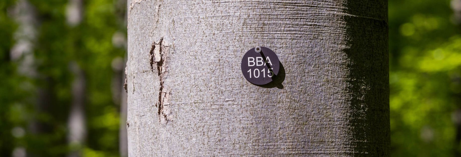 Baum BBA 1015 - Plakette