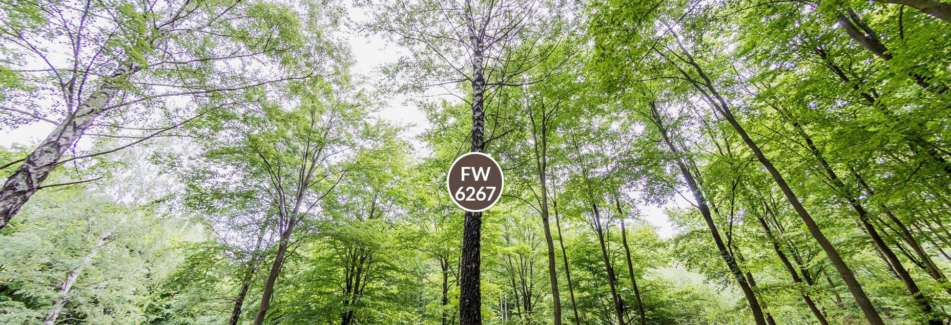 Baum FW 6267 - Fisheyeperspektive