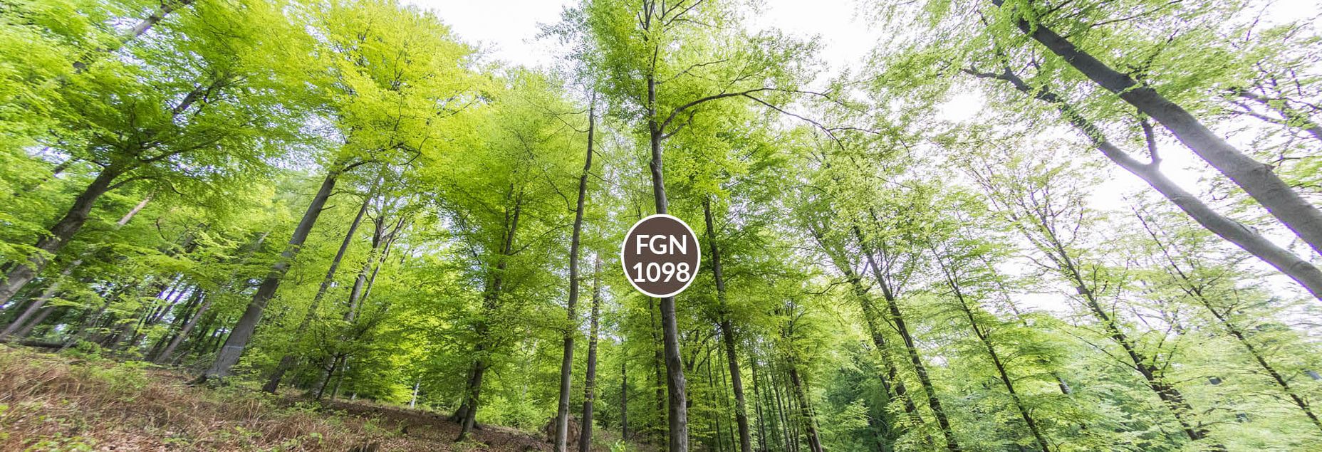 Baum FGN 1098 - Fisheyeperspektive