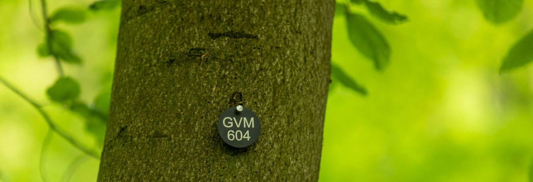 Baum GVM 604 - Plakette