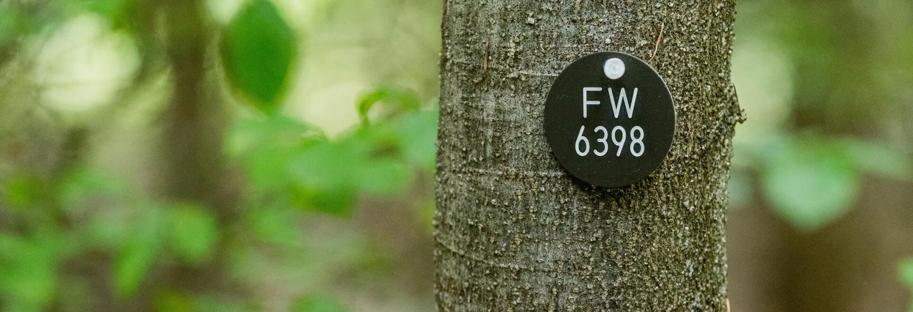 Baum FW 6398 - Plakette