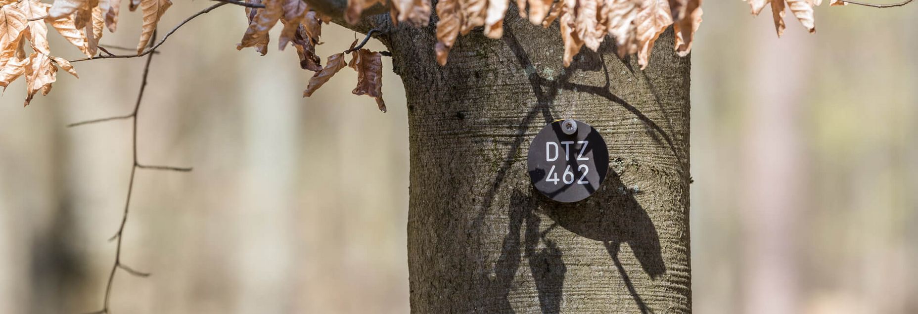 Baum DTZ 462 - Plakette