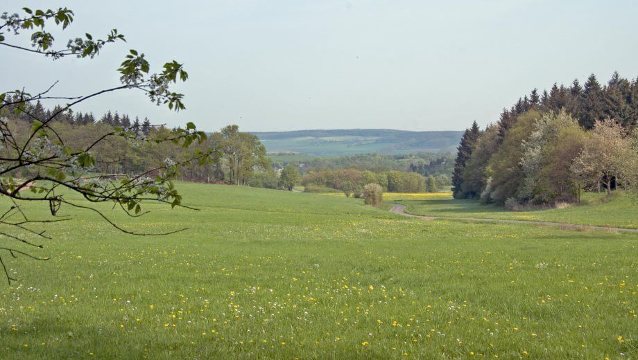 Ausblick vom FriedWald Bad Münstereifel über Felder.