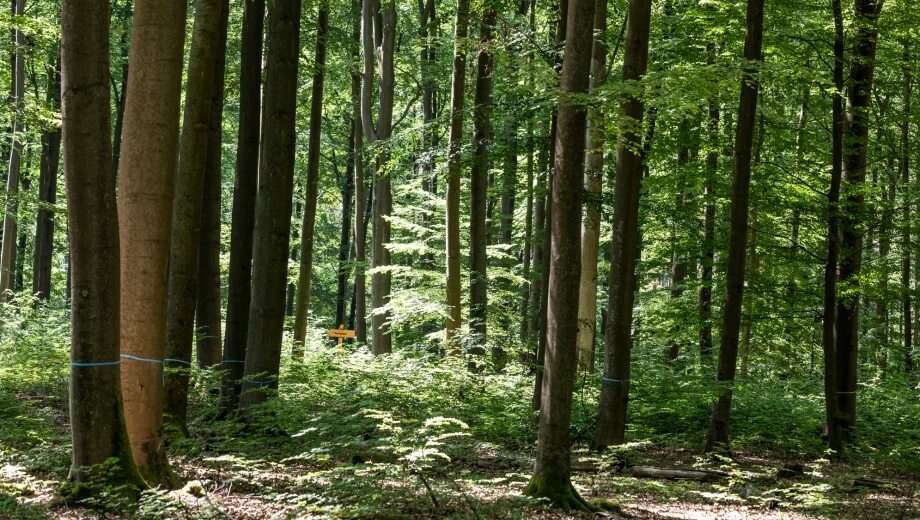 Freie Baumgrabstätten im FriedWald Bernau sind mit einem farbigen Band gekennzeichnet.