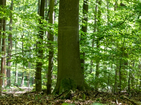 Baum BER 114 - Vorschaubild